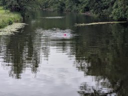Mainschwimmen Juni 2026